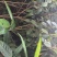 【包结花蕾】茶树苗高品质低价格基地直供品种保障