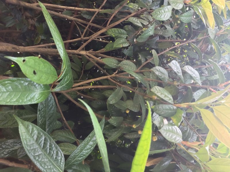 【包结花蕾】茶树苗高品质低价格基地直供品种保障
