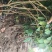 【包结花蕾】茶树苗高品质低价格基地直供品种保障