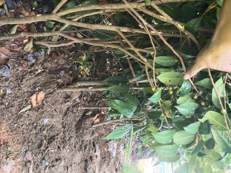 【包结花蕾】茶树苗高品质低价格基地直供品种保障