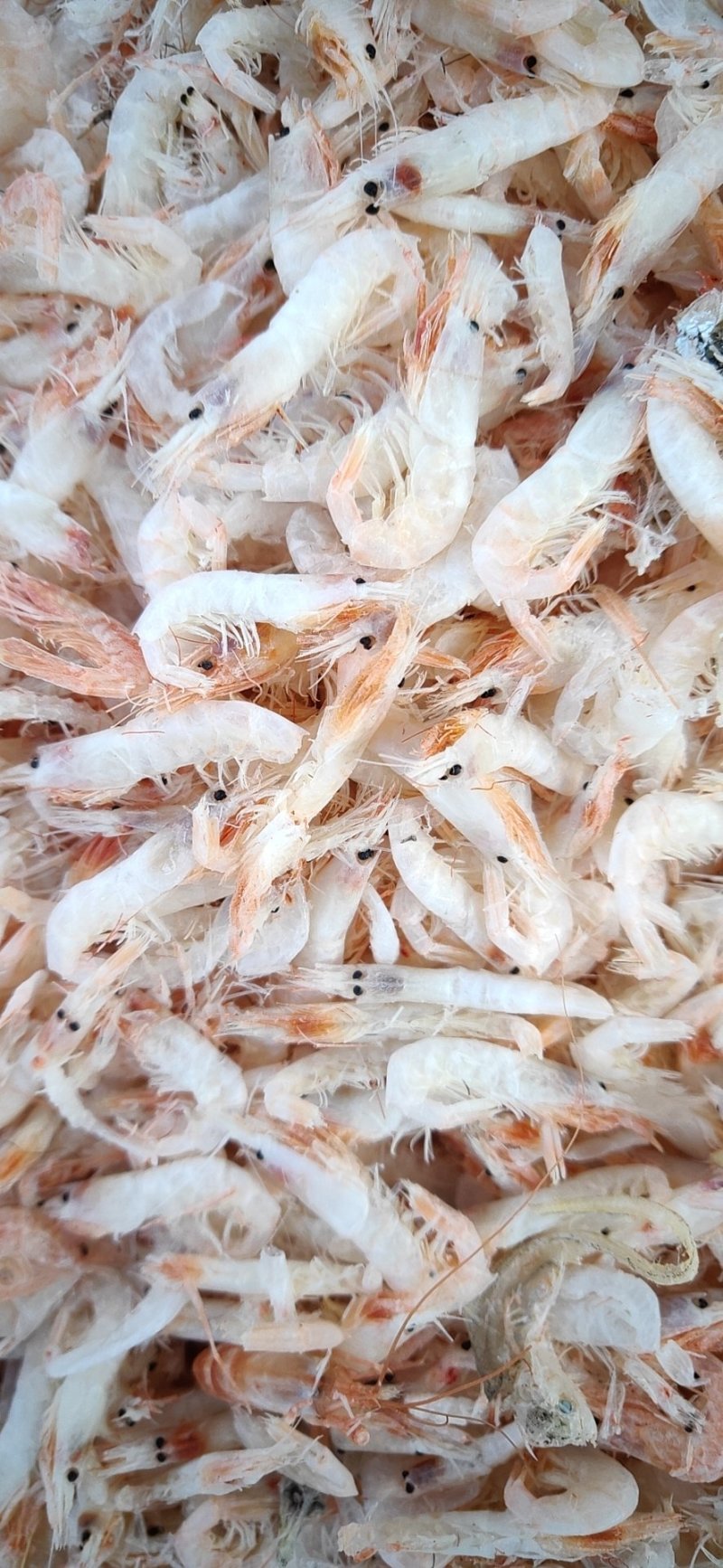 烘干淡干麦秆虾，蹦蹦虾，调料小虾，供油炸虾原料