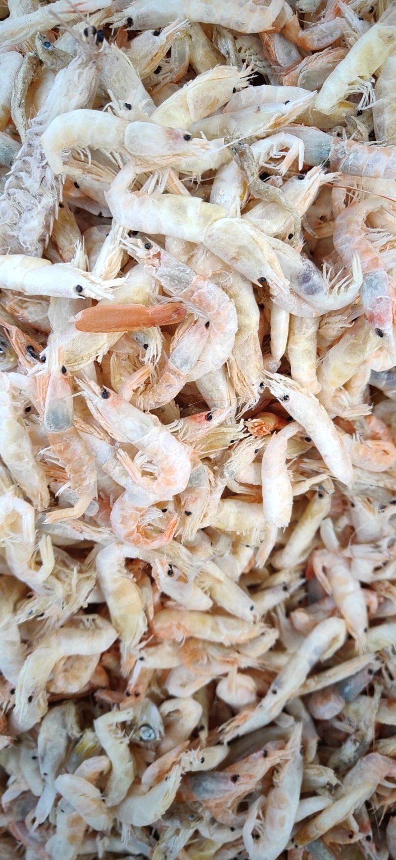 烘干淡干麦秆虾，蹦蹦虾，调料小虾，供油炸虾原料