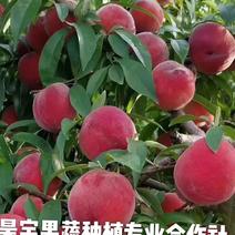 日本大红，超大红桃，早熟油桃，签订合同，死苗补发