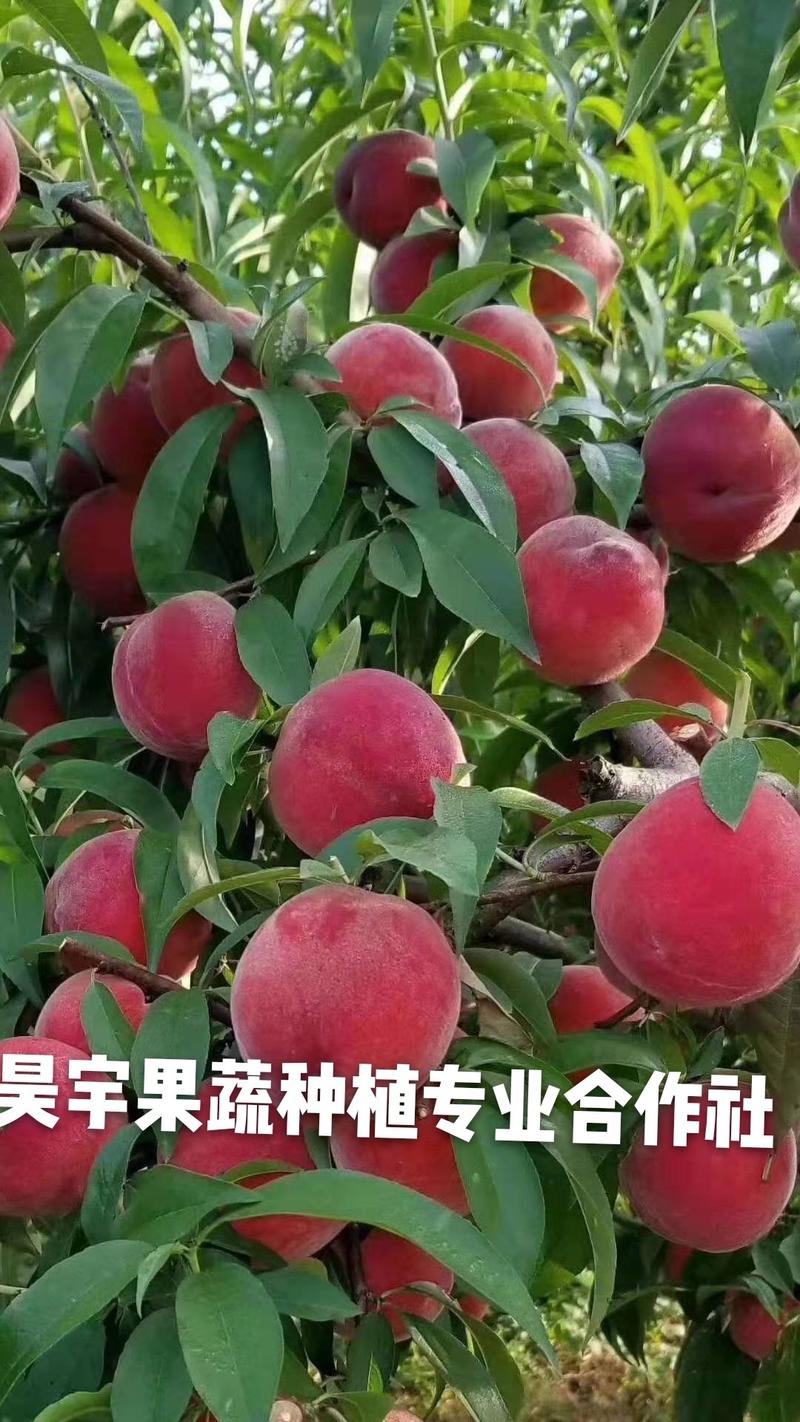 日本大红，超大红桃，早熟油桃，签订合同，死苗补发