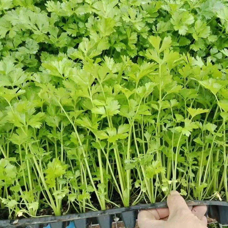 常年大量供应批发芹菜苗，皇冠芹菜苗，滨诚苗业，质优价廉