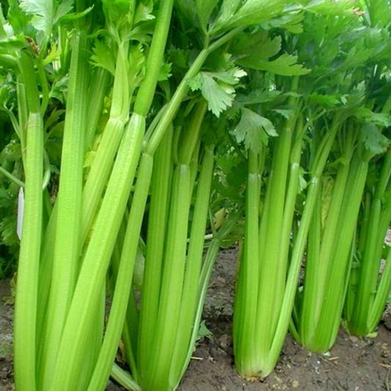 常年大量供应批发芹菜苗，皇冠芹菜苗，滨诚苗业，质优价廉