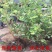 红果蓝莓苗全国适应南北方种植蓝莓树苗盆栽地栽蓝莓苗果树苗
