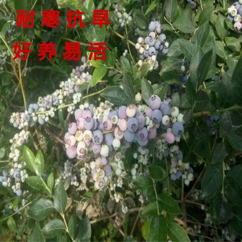 红果蓝莓苗全国适应南北方种植蓝莓树苗盆栽地栽蓝莓苗果树苗