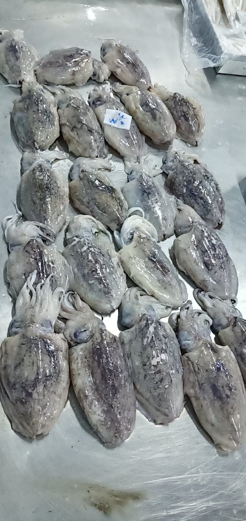 大墨鱼