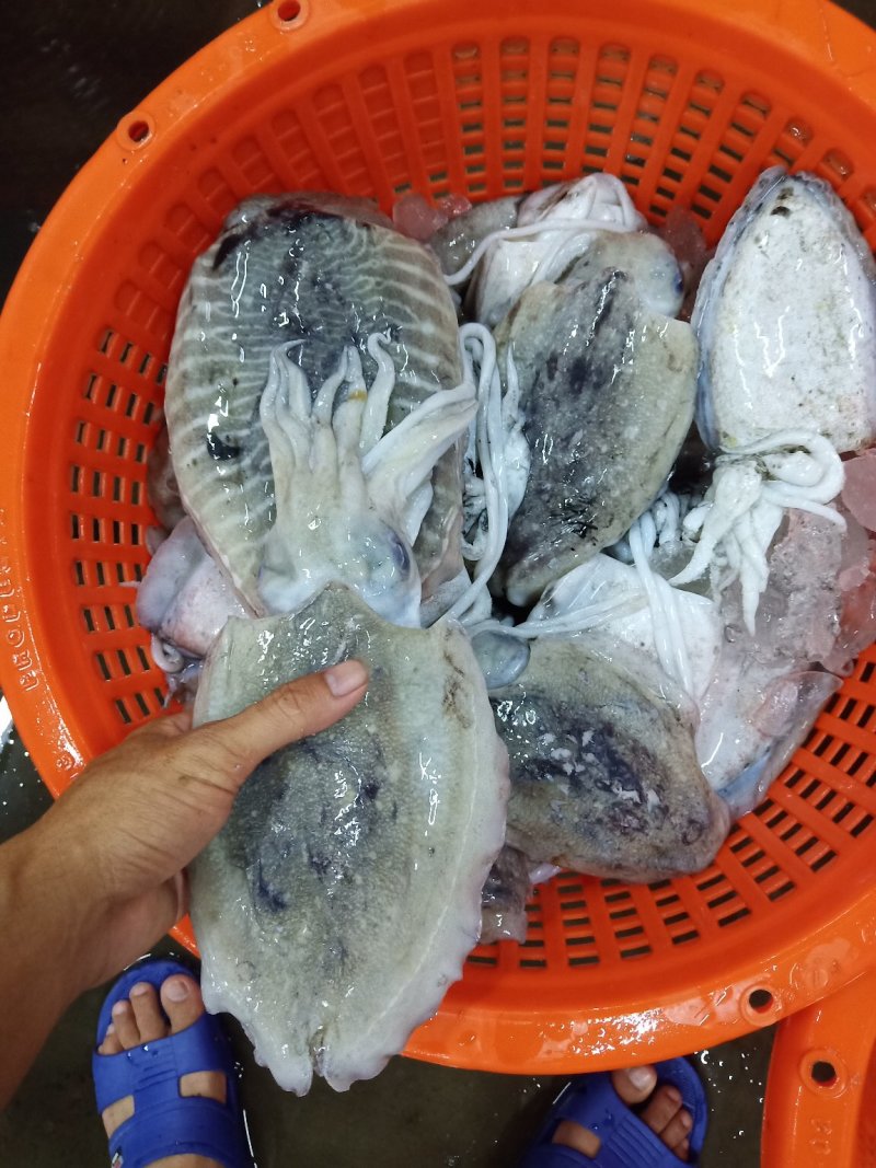 大墨鱼