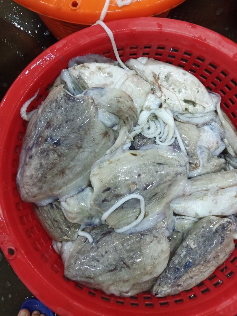 大墨鱼