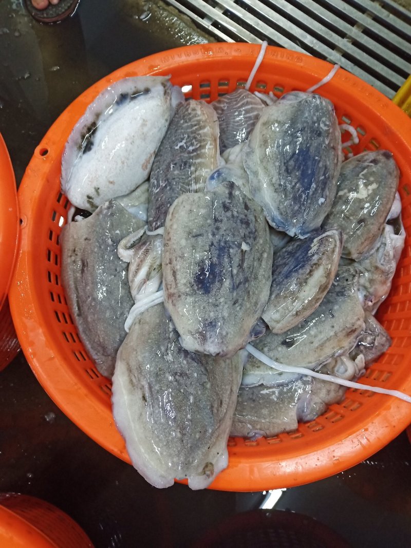 大墨鱼