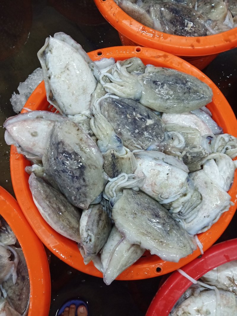 大墨鱼