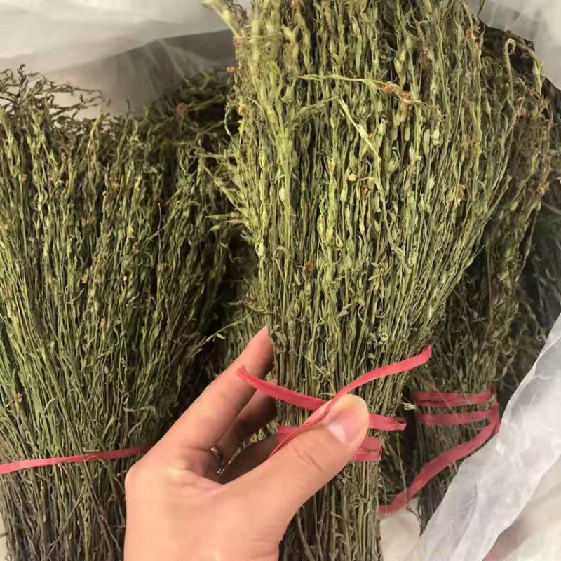 青绿独脚金20公分左右农户自采人工挑选一手货款