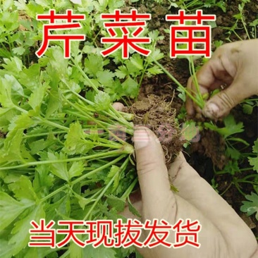 芹菜苗，包技术指导，包成活率，包质量，包服务，规格齐全