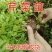 芹菜苗，包技术指导，包成活率，包质量，包服务，规格齐全