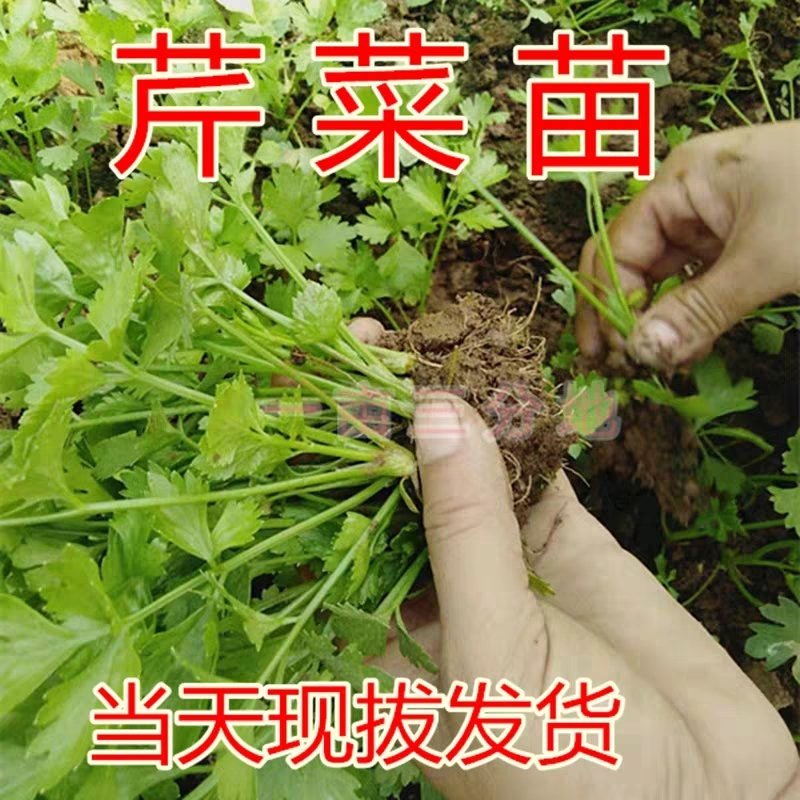 芹菜苗，包技术指导，包成活率，包质量，包服务，规格齐全