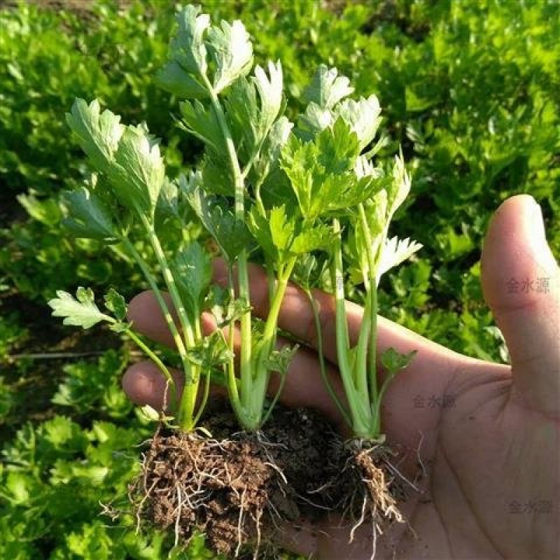 芹菜苗，包技术指导，包成活率，包质量，包服务，规格齐全