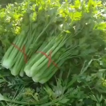 美国西芹