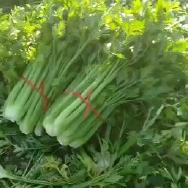 美国西芹