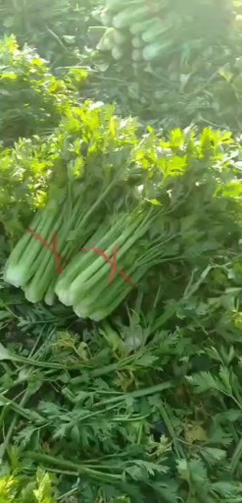 美国西芹