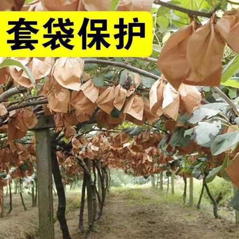 秦美徐香亚特海沃德秦美翠香华优西选一号金福，对接各大客商