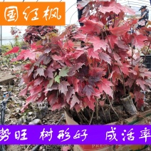 【精选】美国红枫1年扦插杯苗颜色正～长势好～物流便捷