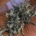 生态普洱景东无量古树茶