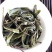 生态普洱景东无量古树茶