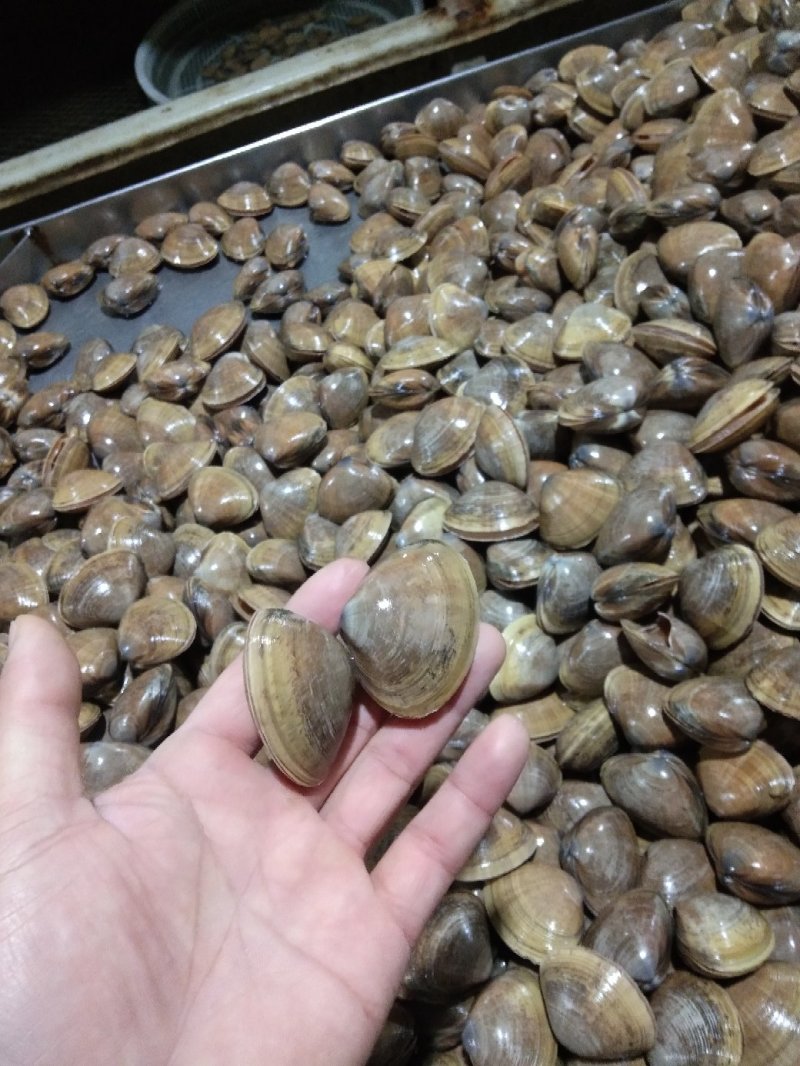 黄蚬子学名青柳蛤，大量批发规格不同价格不同