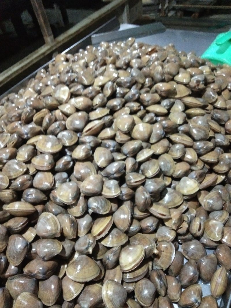 黄蚬子学名青柳蛤，大量批发规格不同价格不同
