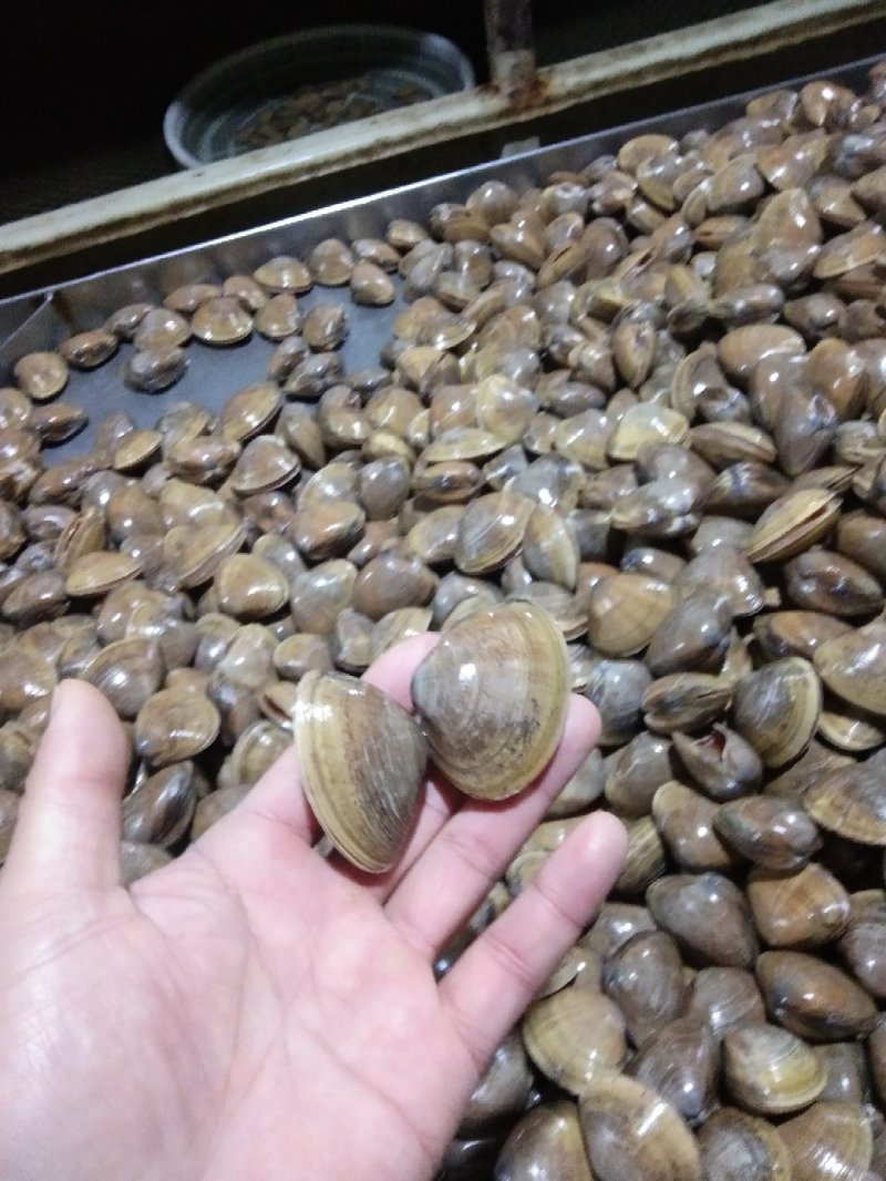 黄蚬子学名青柳蛤，大量批发规格不同价格不同