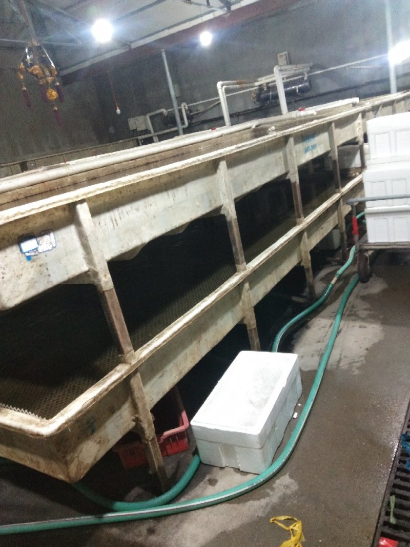 黄蚬子学名青柳蛤，大量批发规格不同价格不同