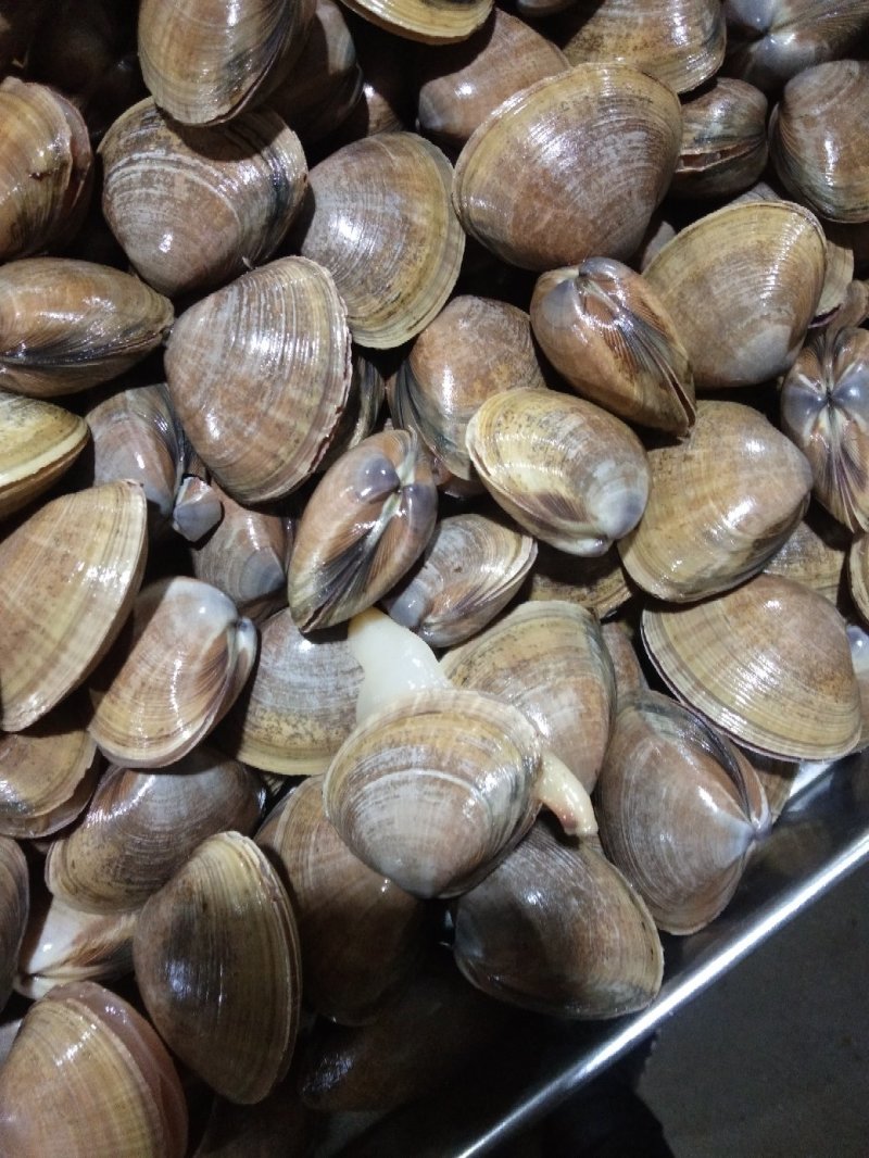 黄蚬子学名青柳蛤，大量批发规格不同价格不同