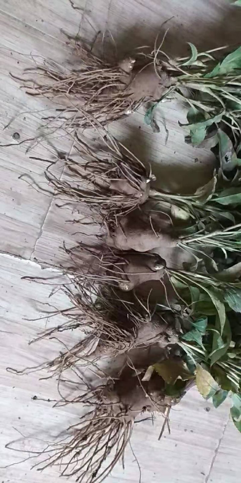 优质白术《一手货源》经营各种中药材一级货二级货都有！