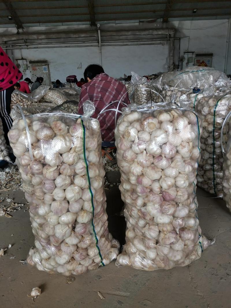 金乡大蒜，产地批发，全国发货，价格便宜，大量供应。