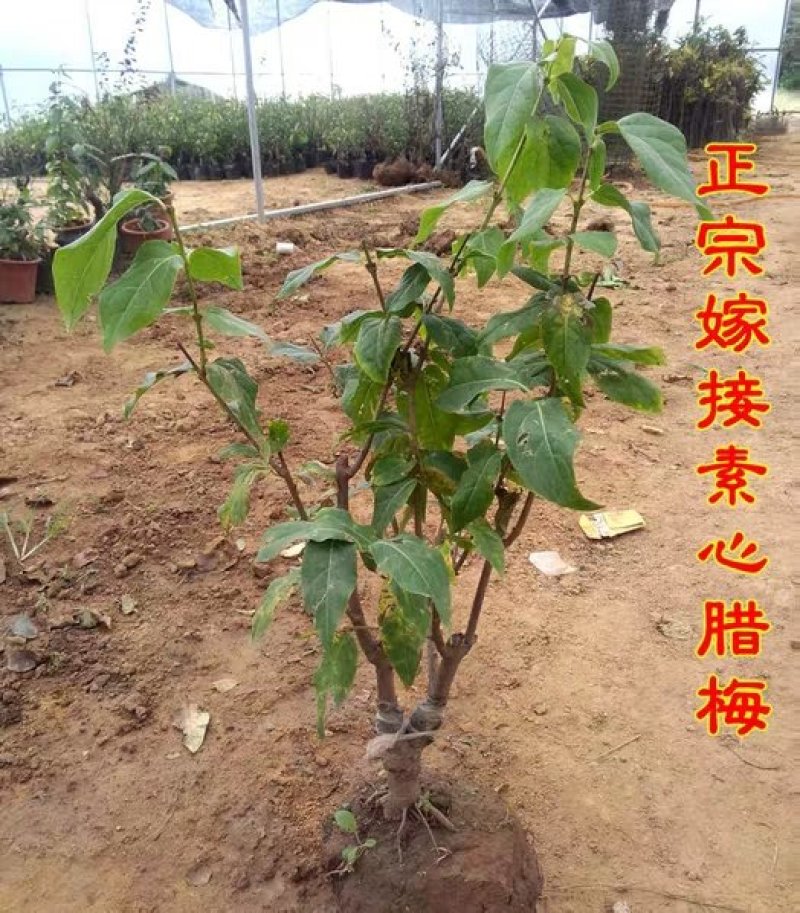 【基地直销】素心腊梅花苗盆栽南北适种耐寒耐旱提供种植技术