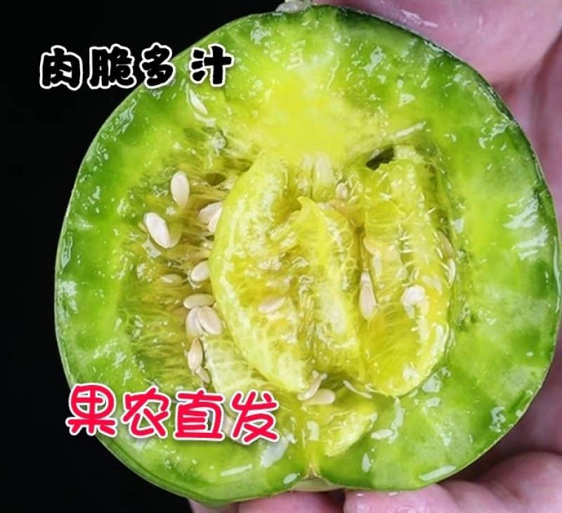 绿宝甜瓜大量上市！支持一件代发对接各大平台！