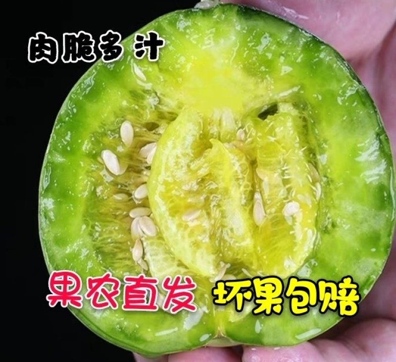绿宝甜瓜大量上市！支持一件代发对接各大平台！
