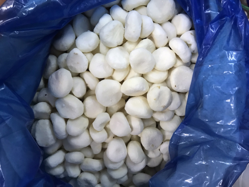 马蹄片