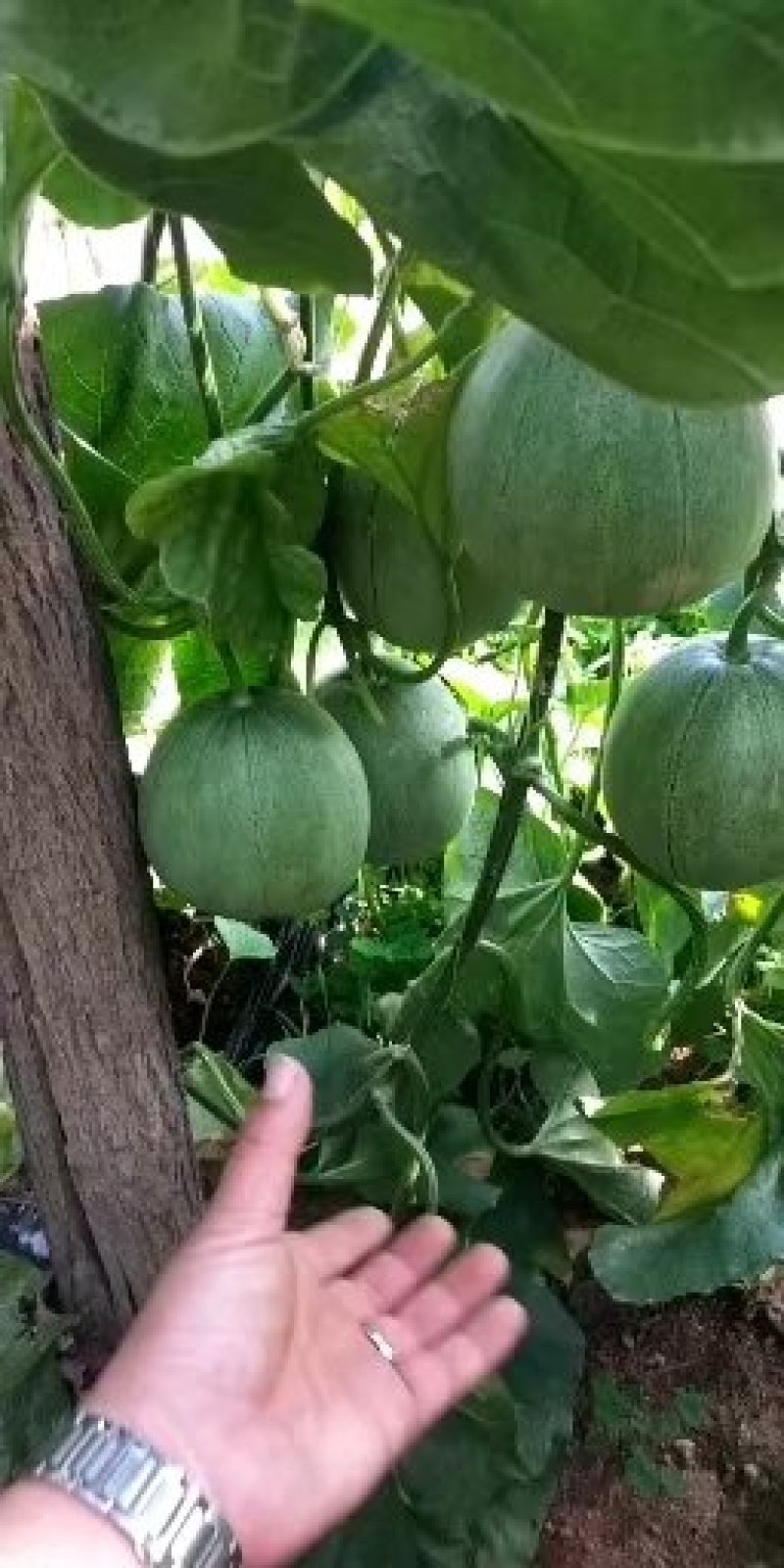 绿宝甜瓜绿宝石甜瓜大量上市！支持一件代发！