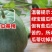 绿宝甜瓜绿宝石甜瓜大量上市!支持一件代发!