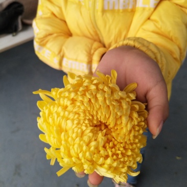 金丝皇菊