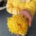 金丝皇菊