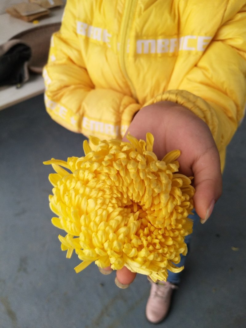 金丝皇菊