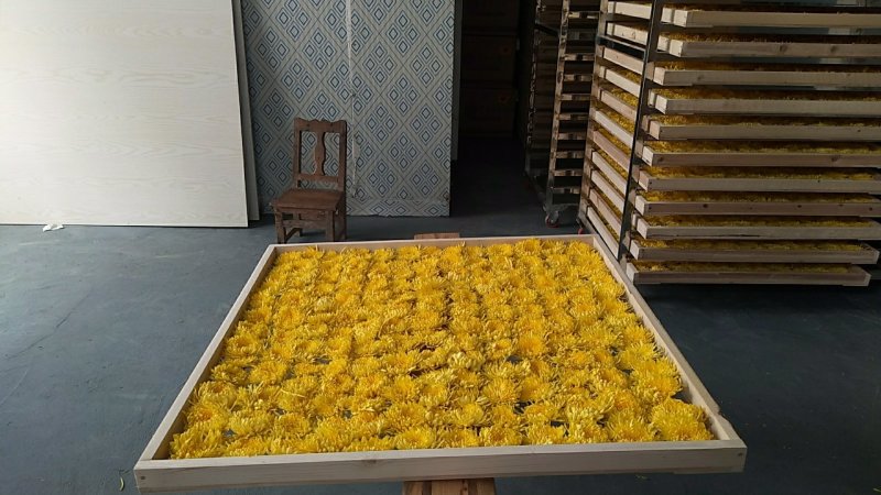 金丝皇菊