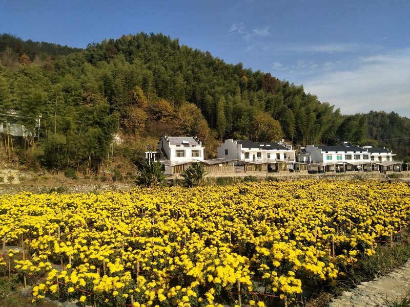 金丝皇菊