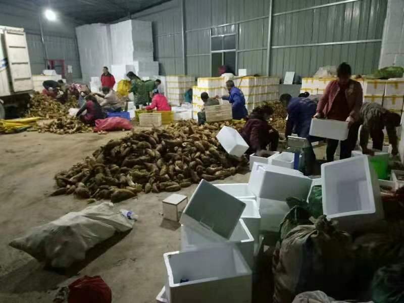 湖南炎陵县新鲜冬笋批发精品礼盒供应装新鲜当天黄泥笋产地
