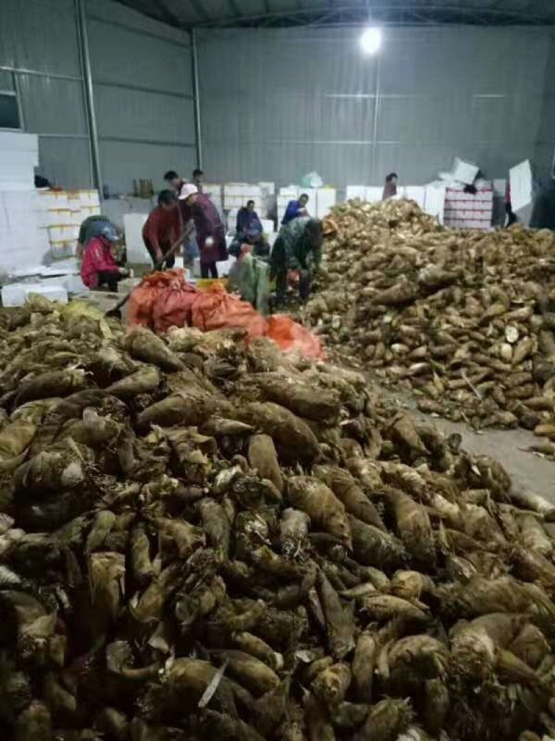 湖南炎陵县新鲜冬笋批发精品礼盒供应装新鲜当天黄泥笋产地