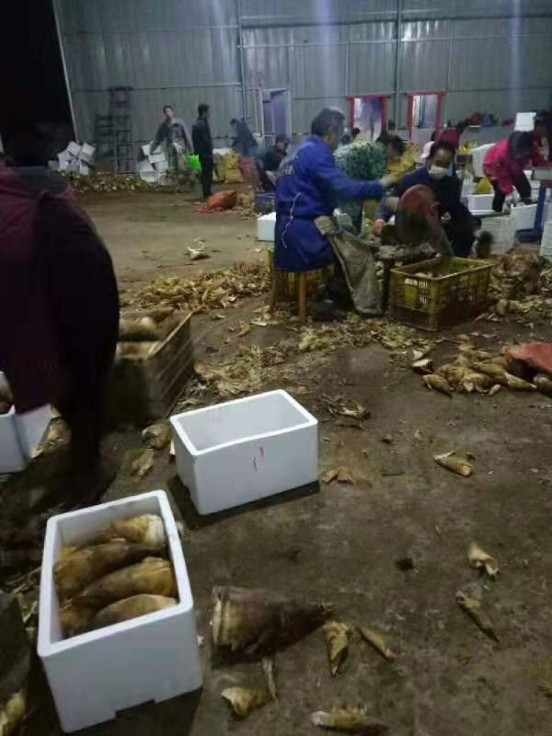 湖南炎陵县新鲜冬笋批发精品礼盒供应装新鲜当天黄泥笋产地